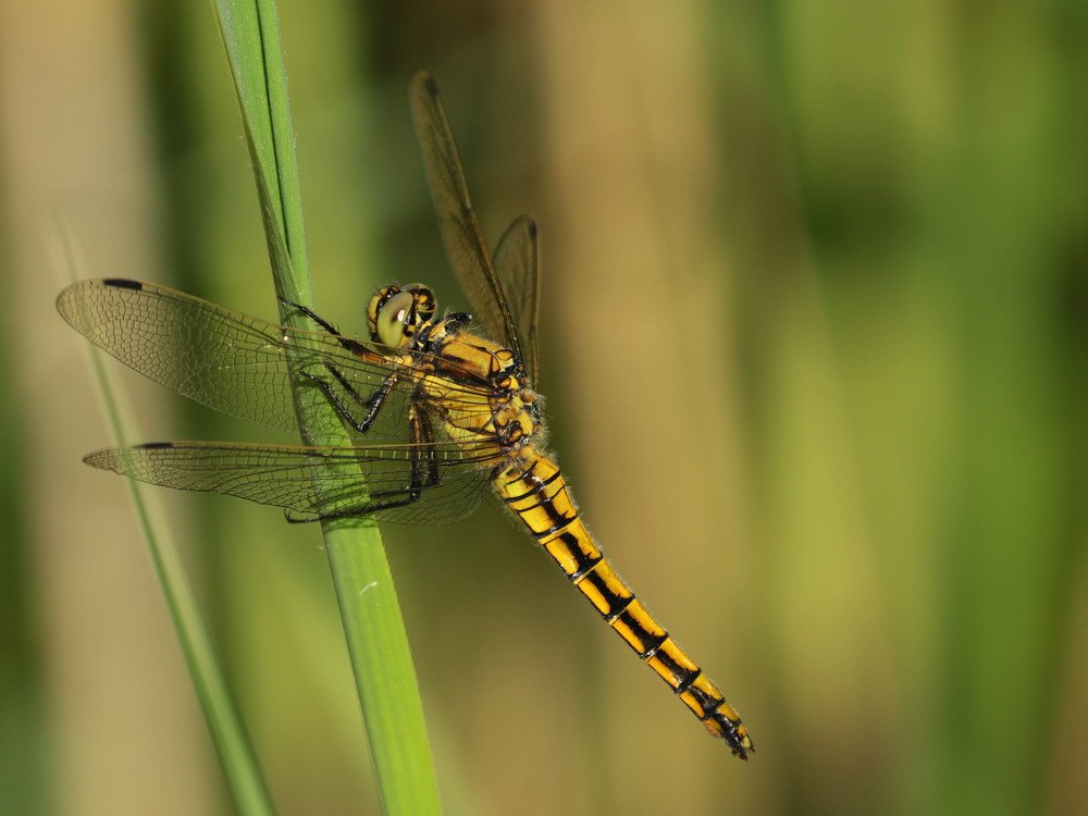 Photograph by Ирина Волкова
