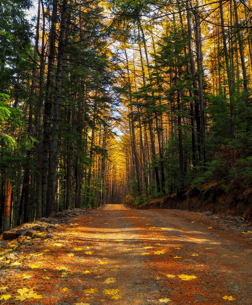 По рыжей дороге