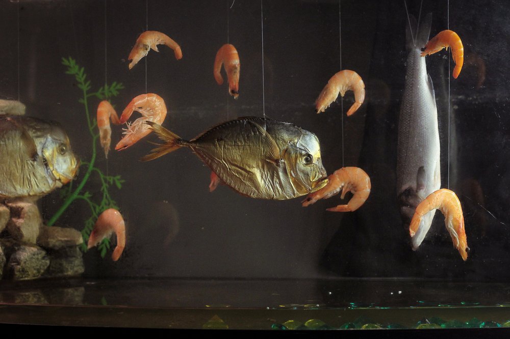 Аквариум моей души