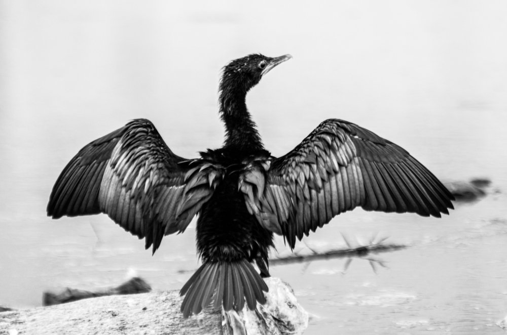 Great Indian Cormorant