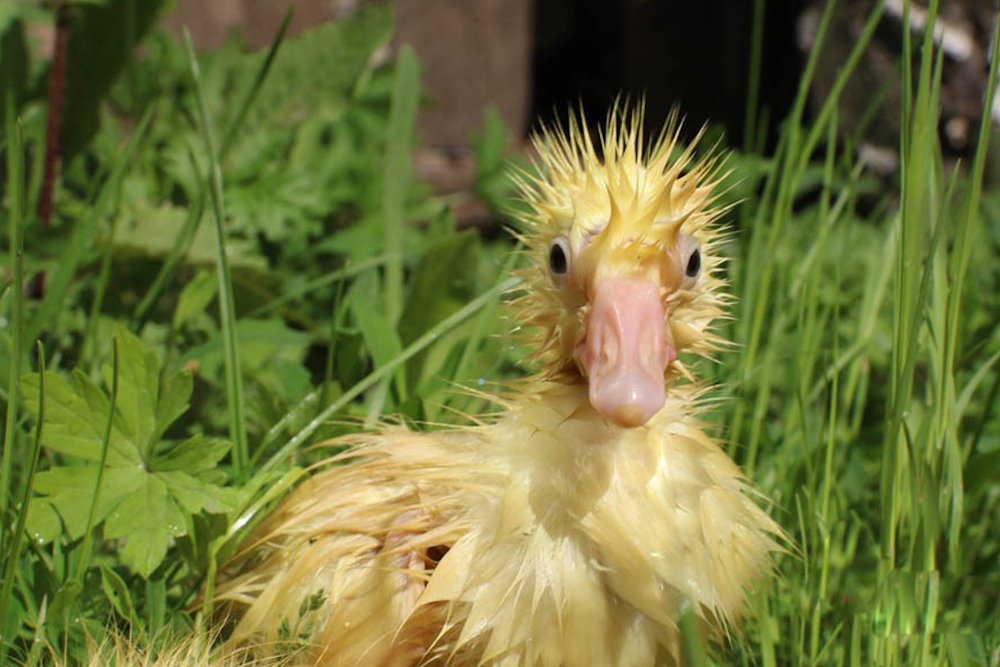 Photograph by Людмила Аксенова