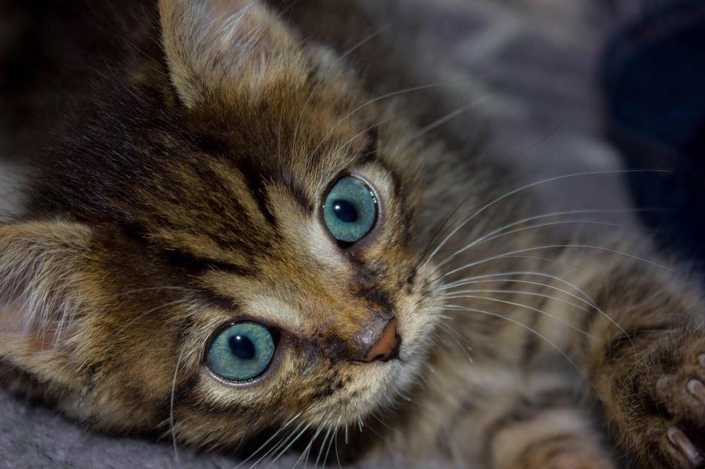 Photograph by Оксана Тонкошкурая