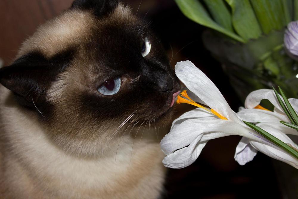 Photograph by Оксана Тонкошкурая