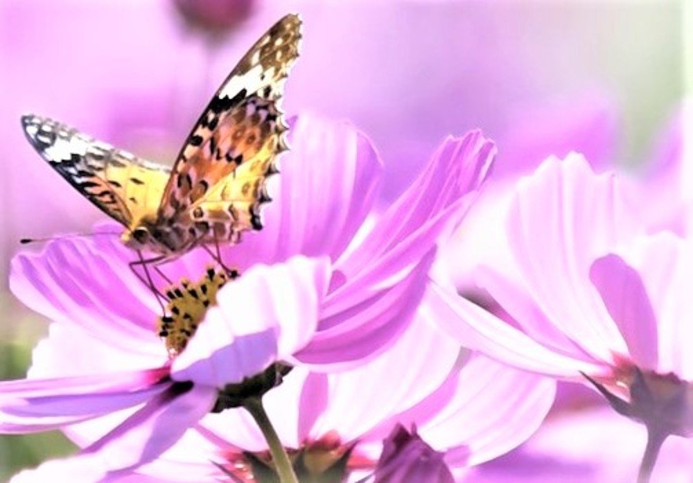 Photograph by Галина