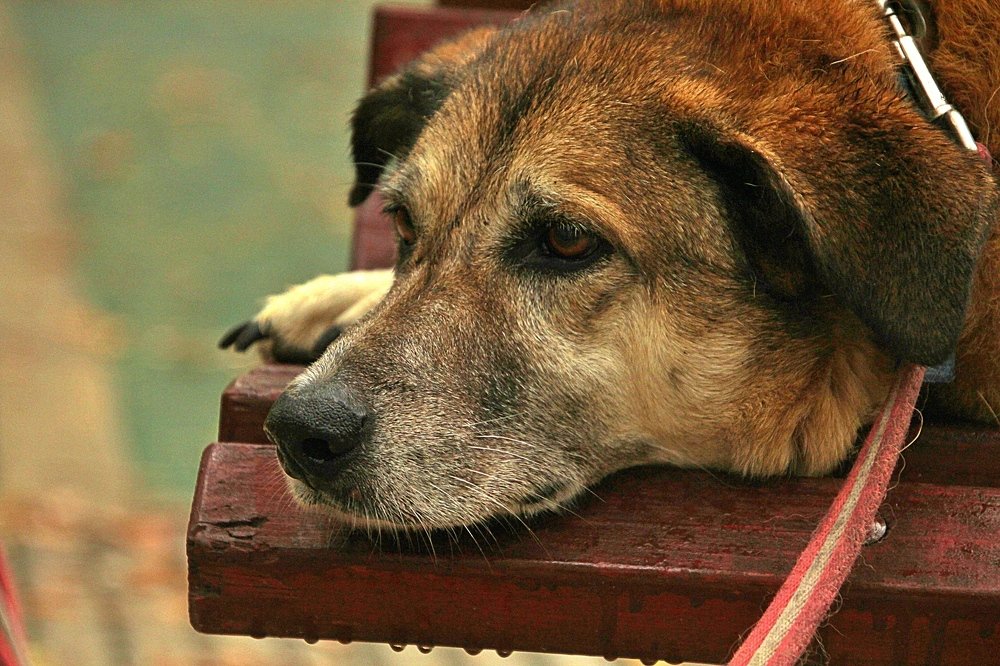 Photograph by Debbie Strauss