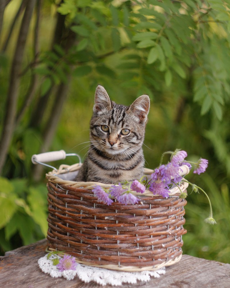 Photograph by Елена Никишина