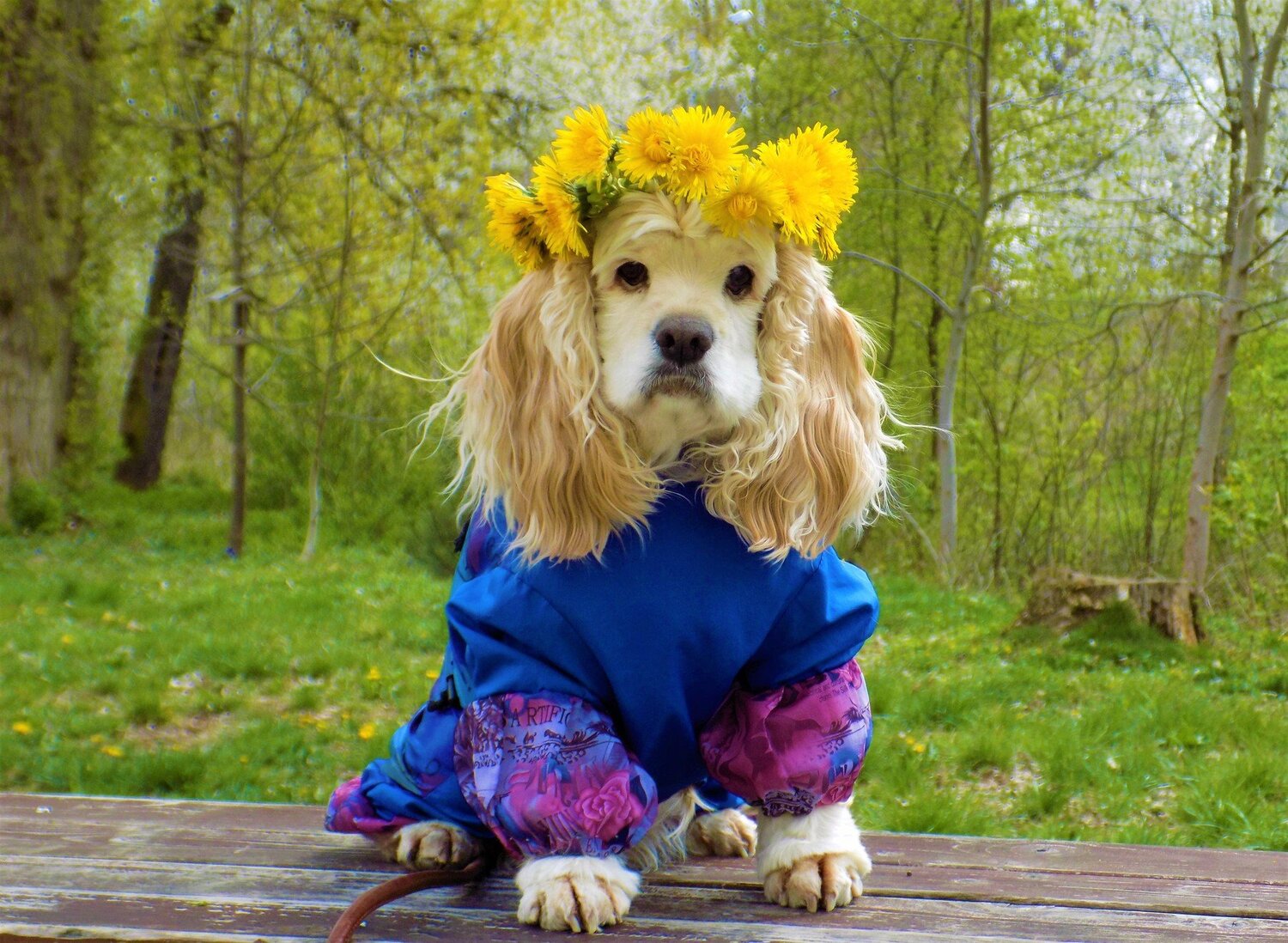 Photo #5187153