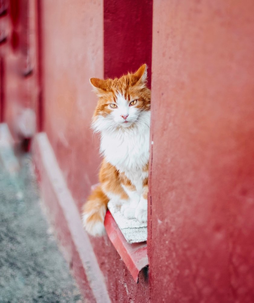 Photograph by Алиса Грюнвальд