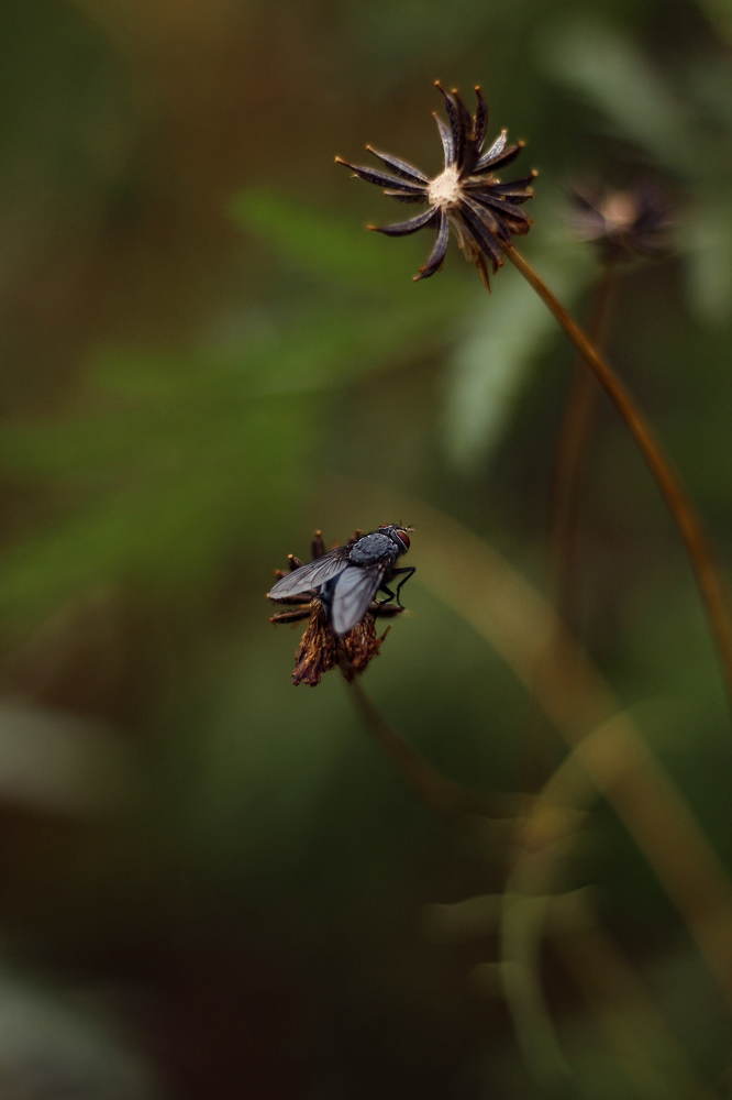 Photograph by Алиса Грюнвальд