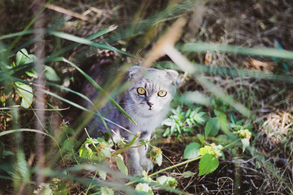 cat in the garden