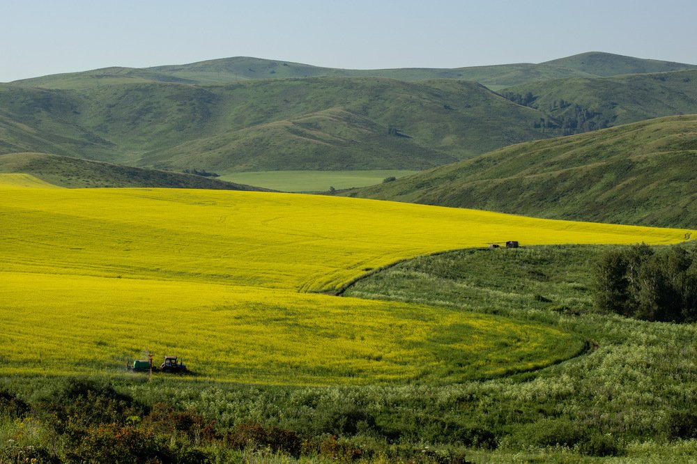 Another day in the rapeseed field.