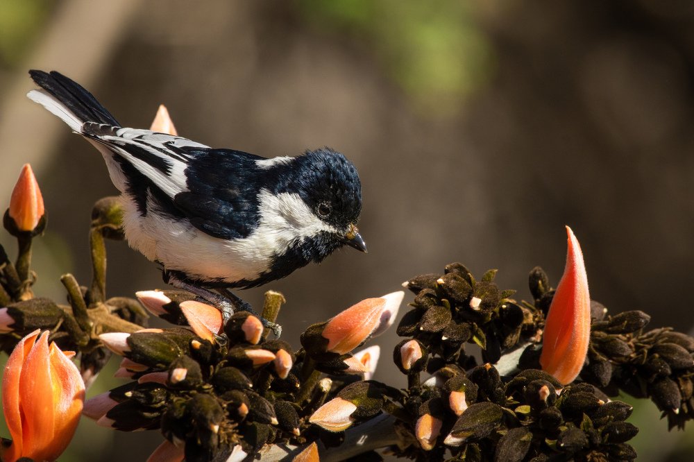 Photograph by parth kansara