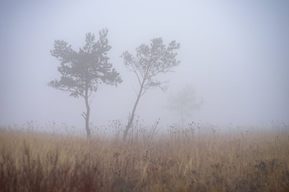 Фотография автора Александр Кременицкий