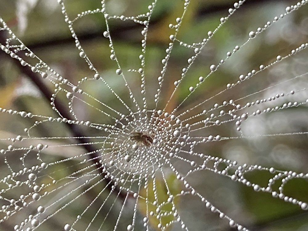 Кружева паука