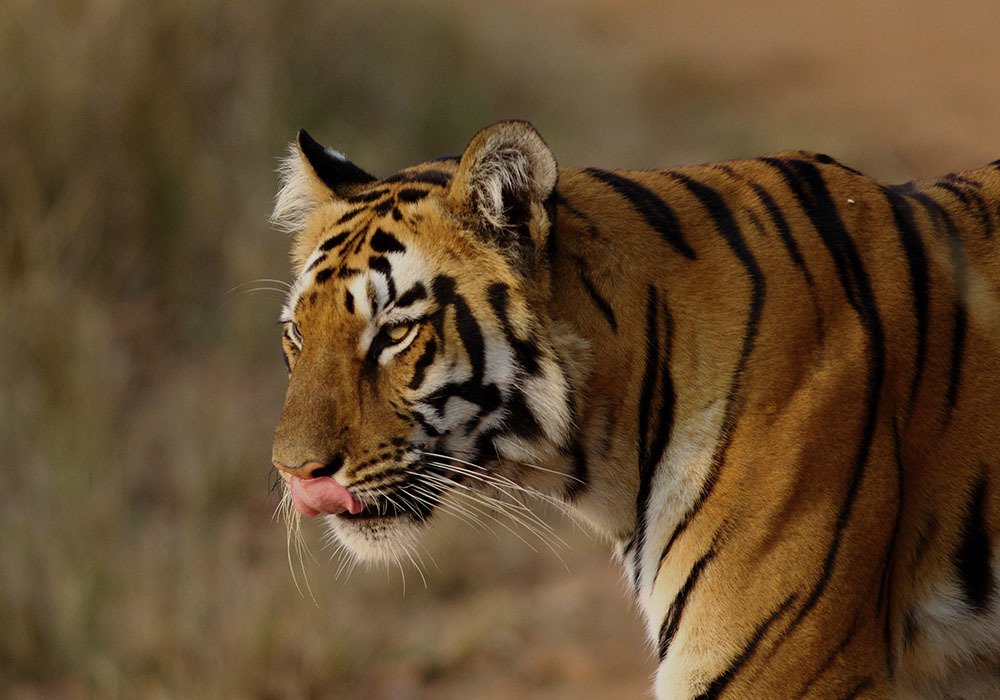 Power is in the walk!