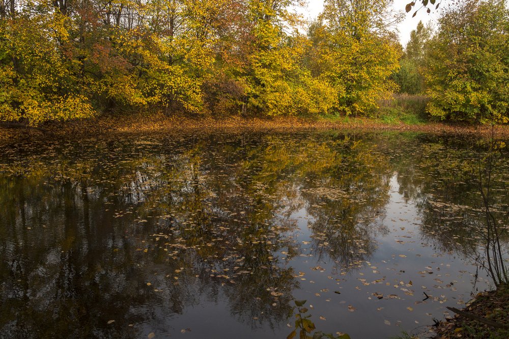 На тихой глади на пруду...