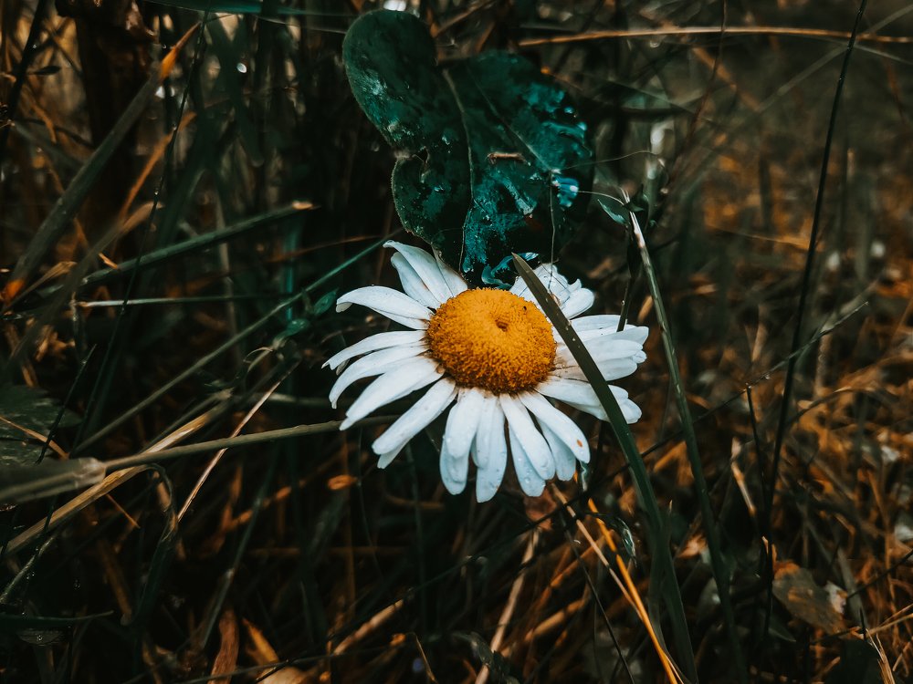 Фотография автора Иван Разиньков