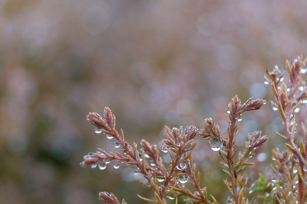 Photograph by Михаил Серебренников