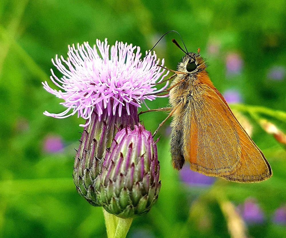 Photograph by Анна Знаменская