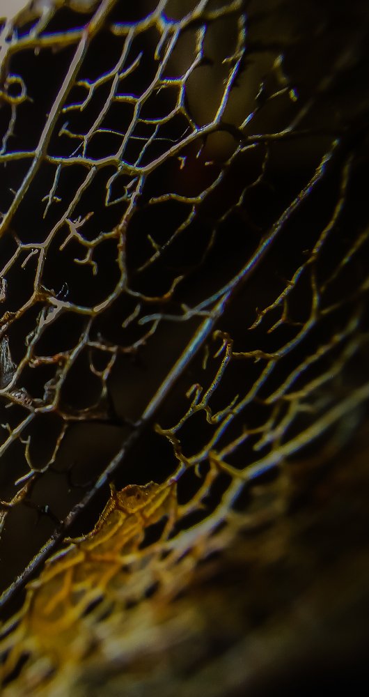 Photograph by Диана Кошелева