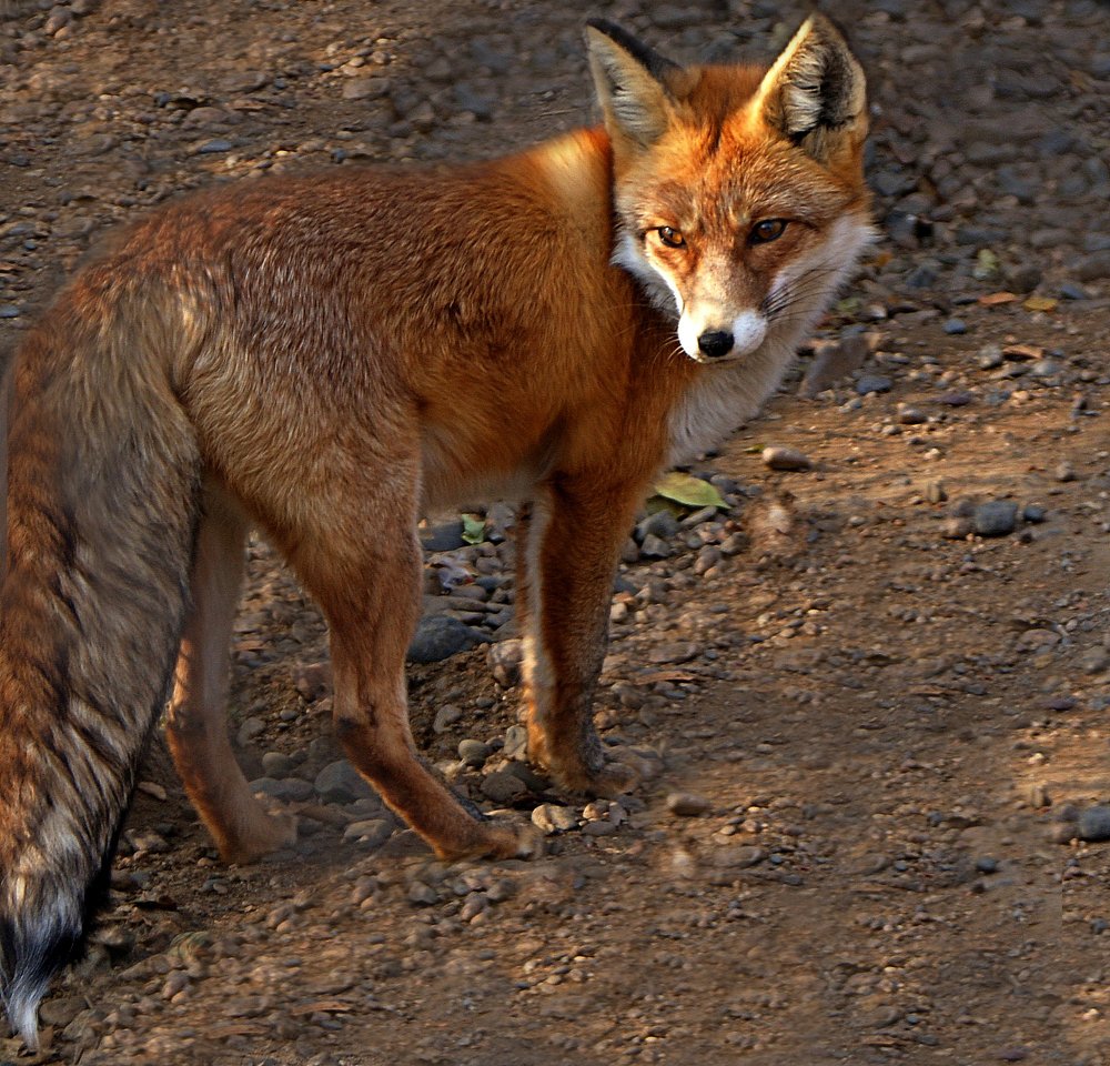 Лиса плутовка.