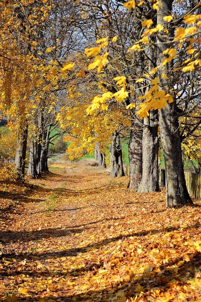 Фотография автора Роман Володащик