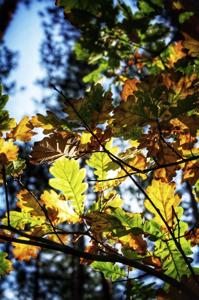 Photograph by Людмила Самойленко