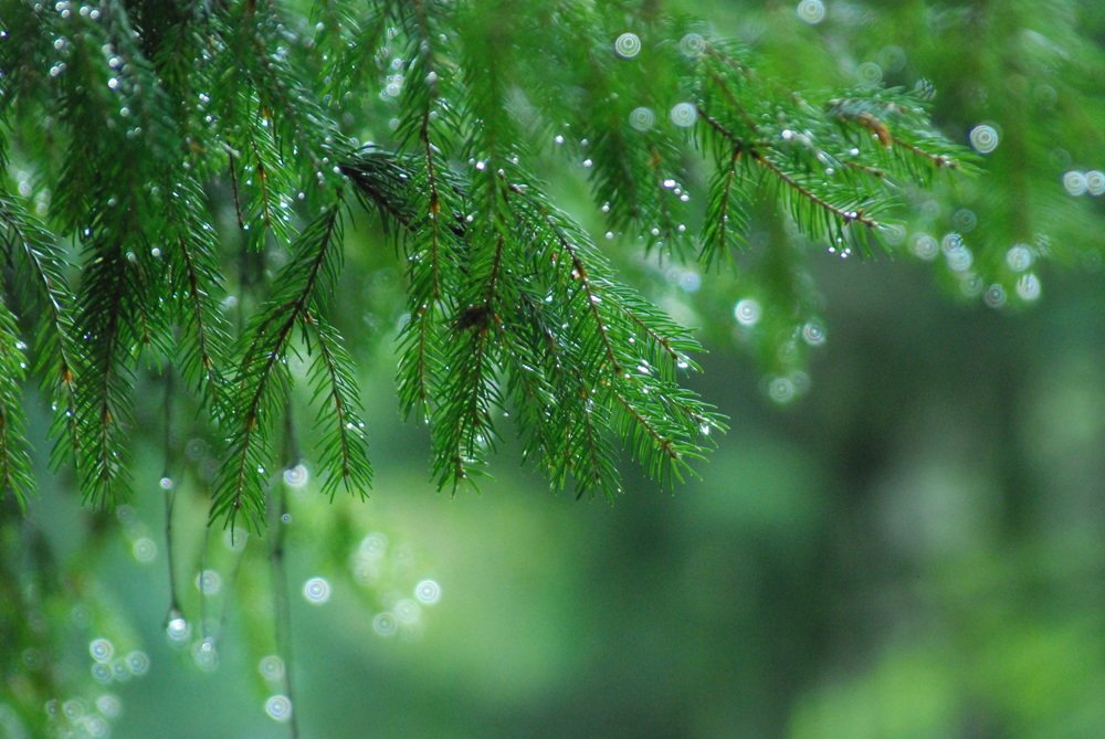 После дождя