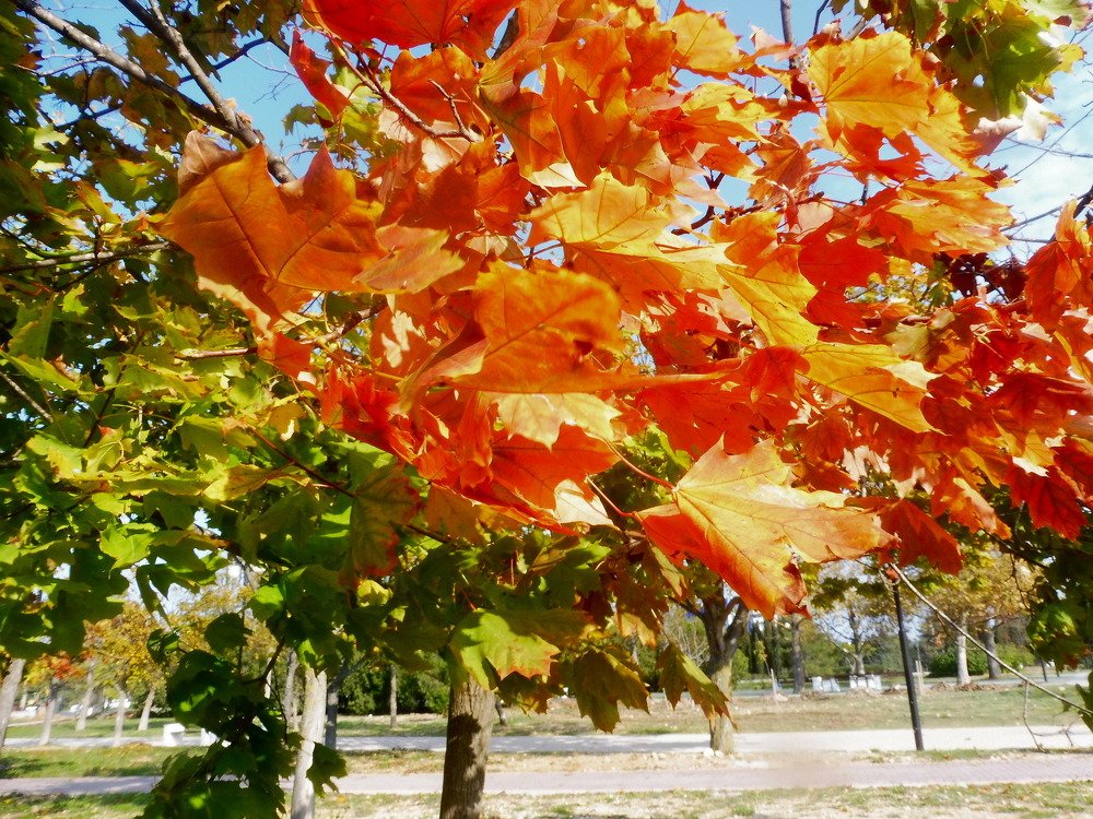 Photograph by Елена Коробкина