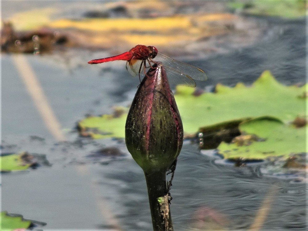 Photograph by Людмила