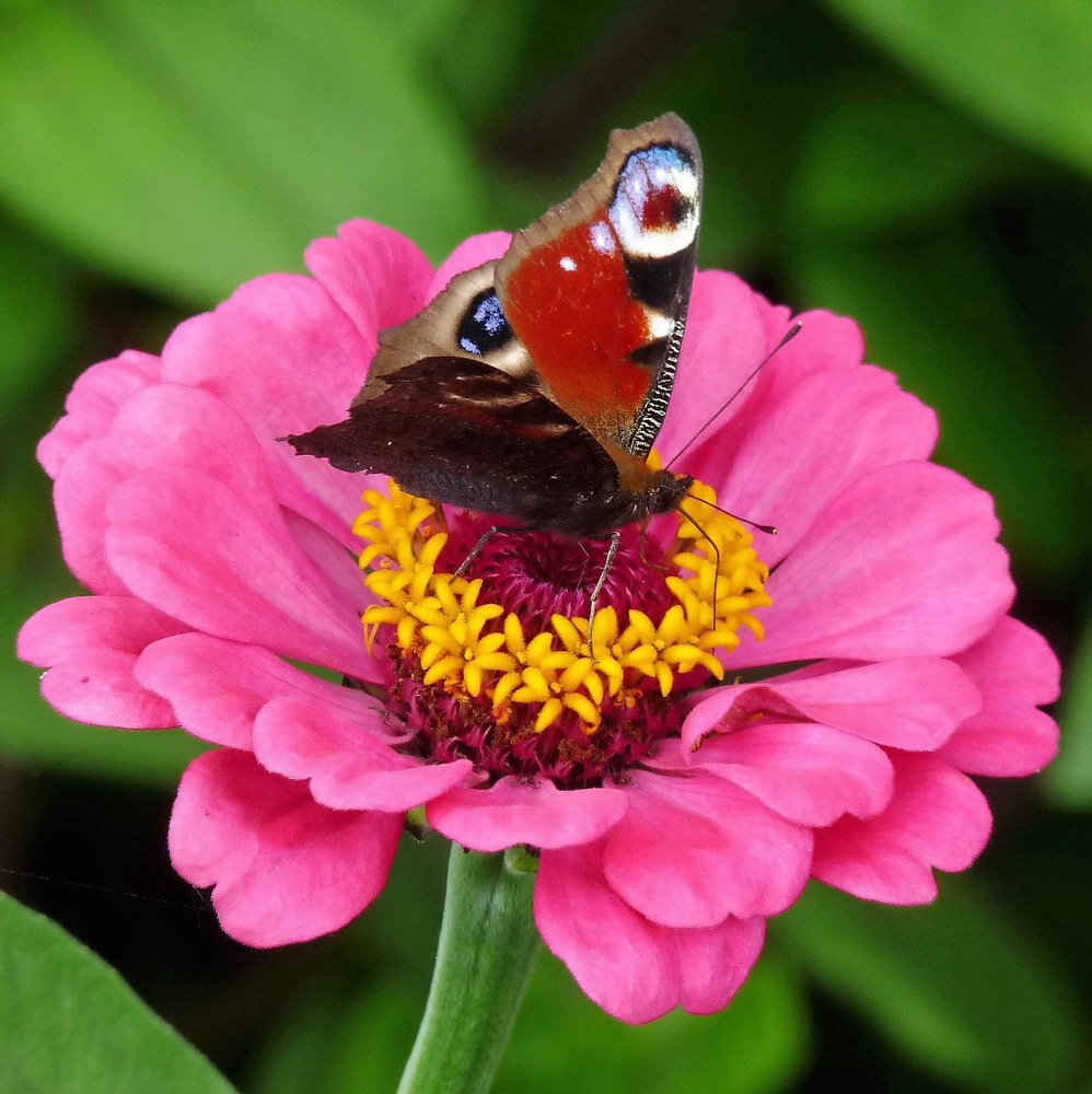 Photograph by Игорь Меньшенин