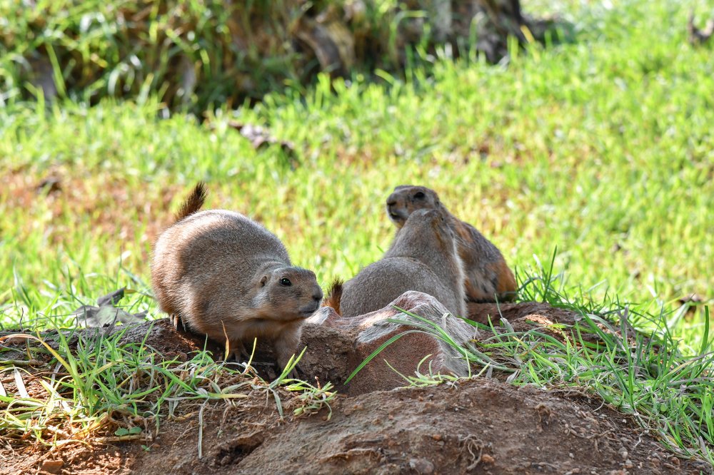 Фотография автора Юлия Носова