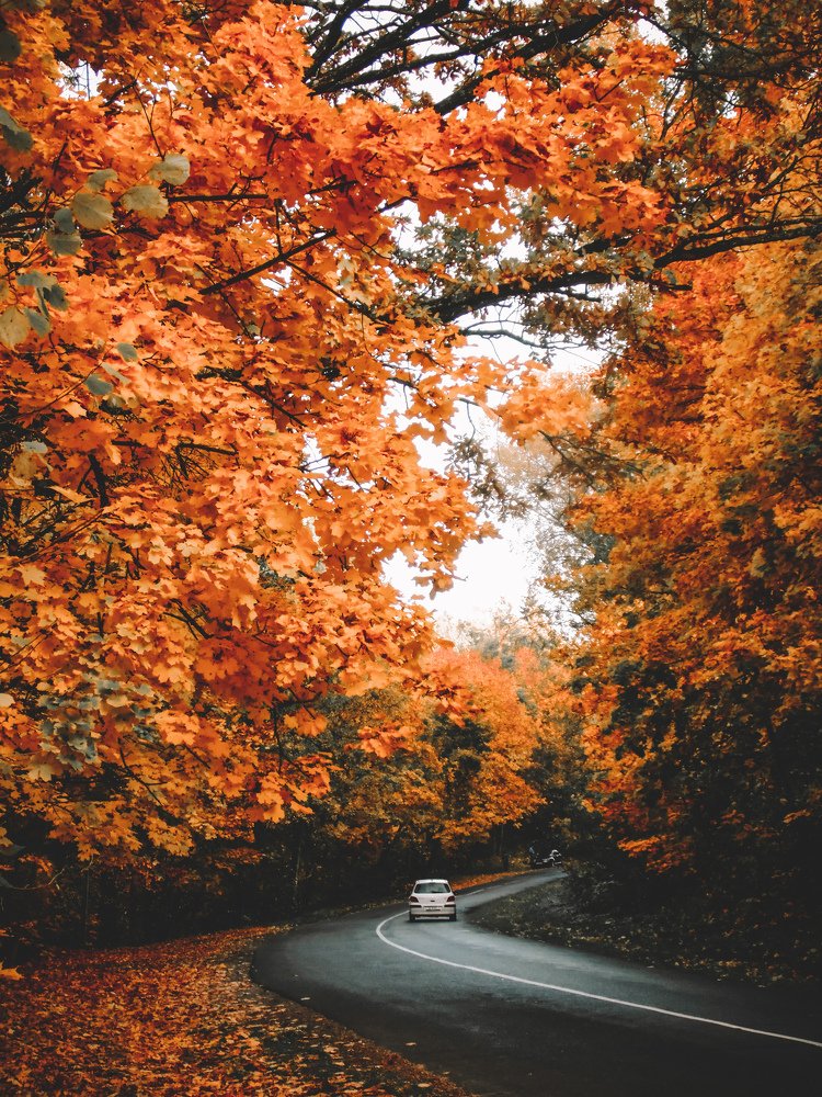 Осенняя дорога