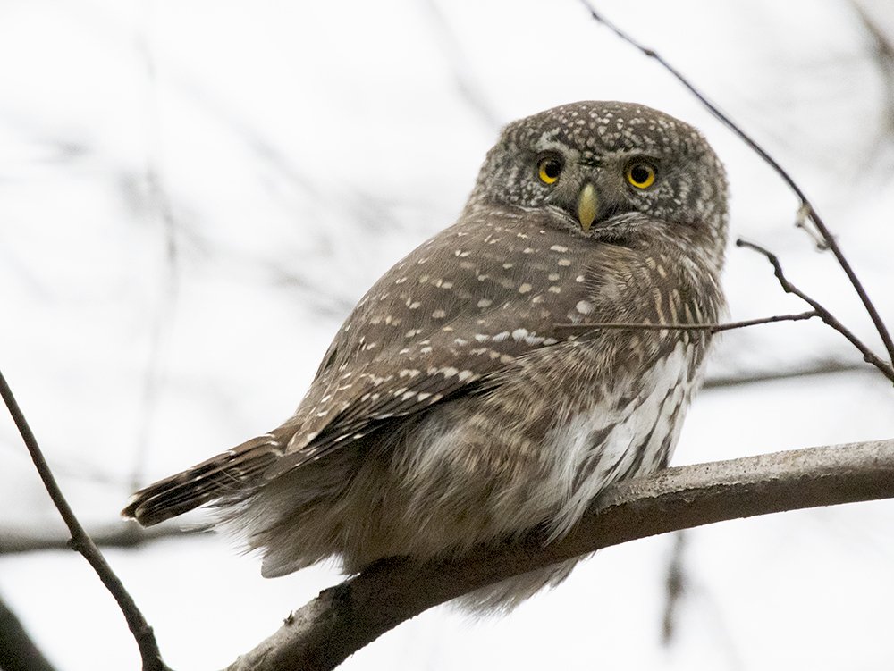 Photograph by Светлана Барабанщикова