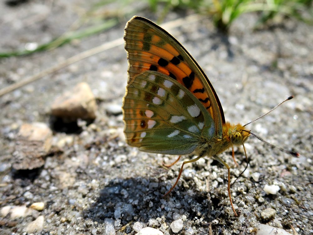 Photograph by Ирина Ковалева