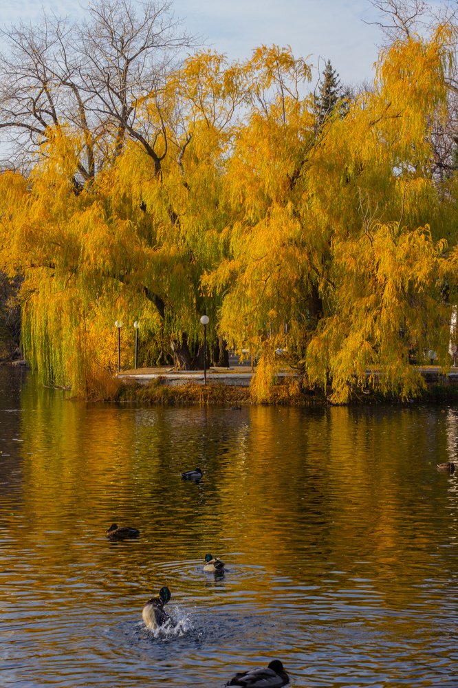 Шикарная осень