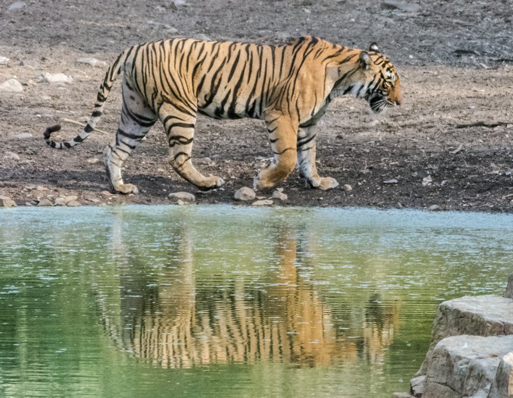 Photograph by Pramathesh Saha