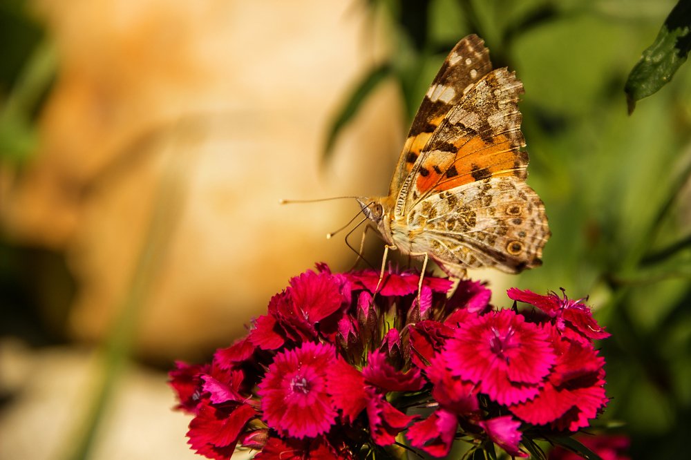 Photograph by Наталья Краева