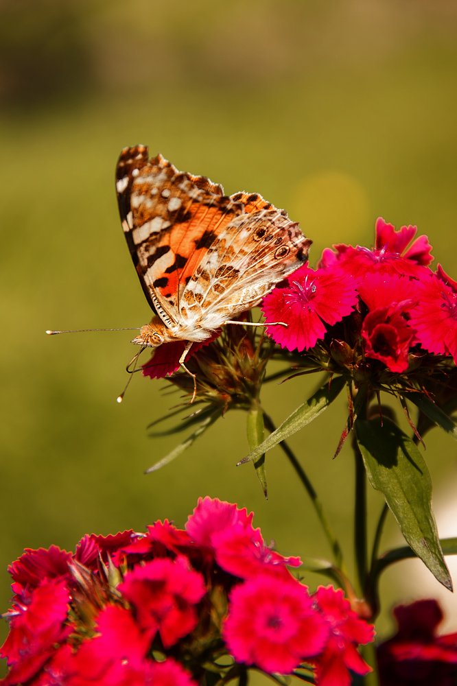 Photograph by Наталья Краева