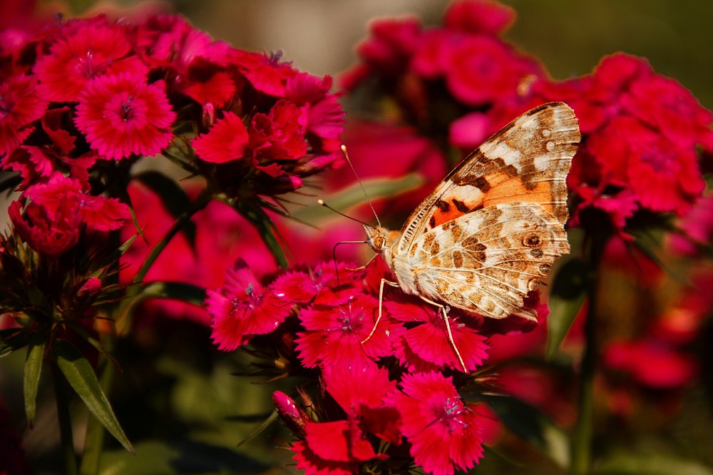 Photograph by Наталья Краева