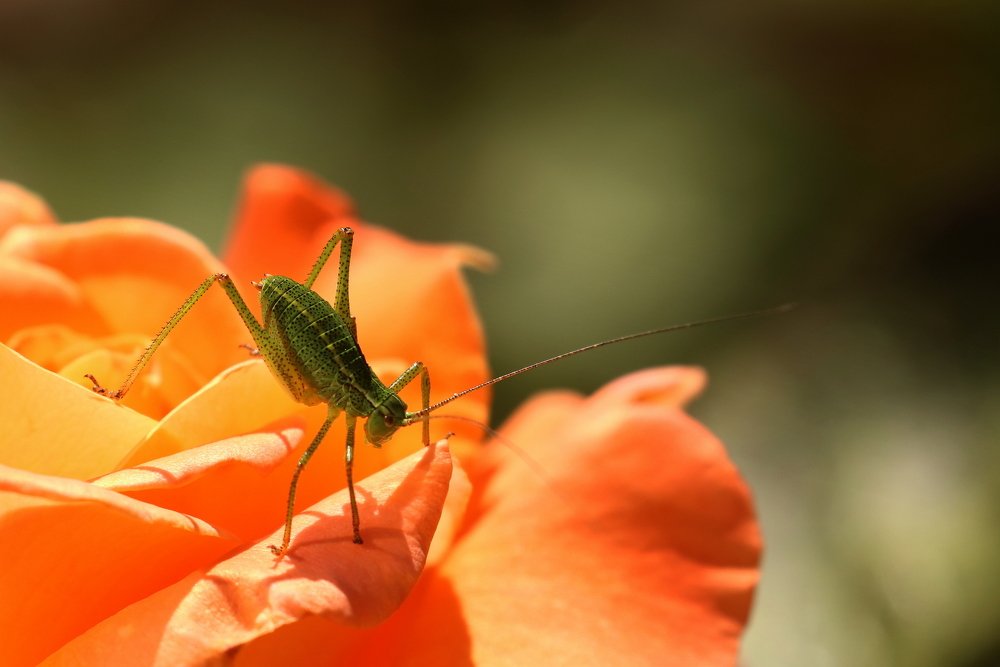 Photograph by Ирина Волкова