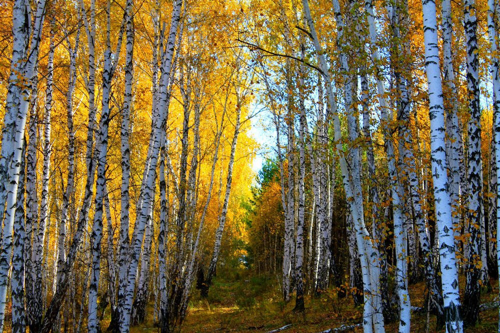 Photograph by Татьяна Перегудова