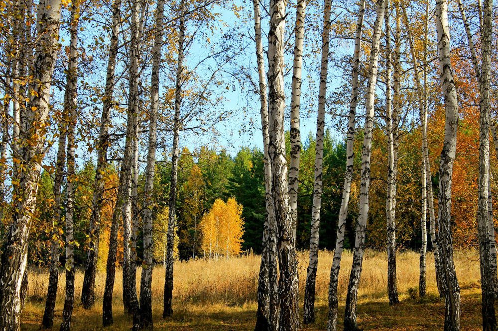 Photograph by Татьяна Перегудова