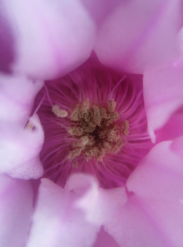 Цветок кактуса