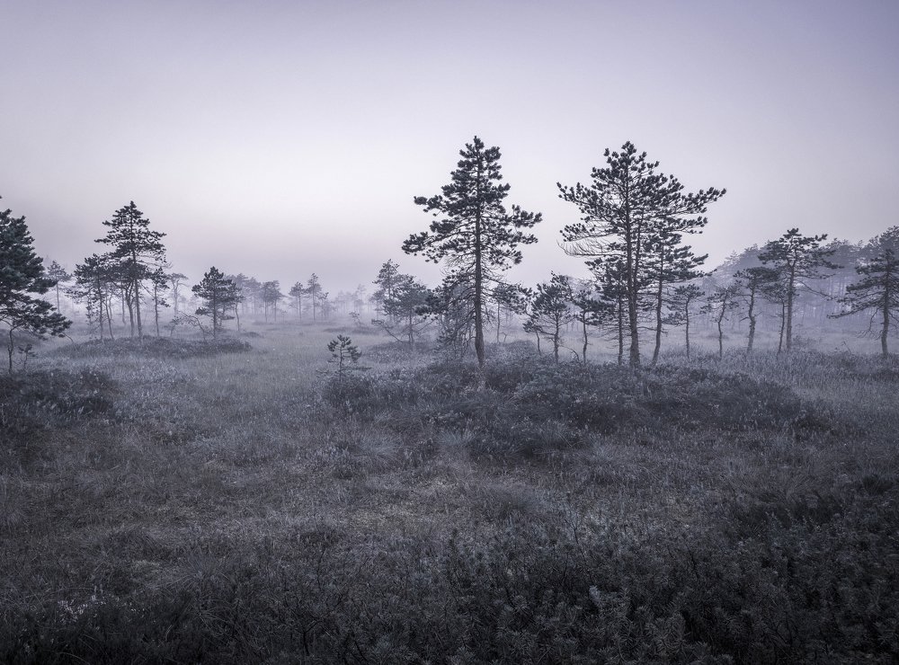 Photograph by Светлана Краюшкина