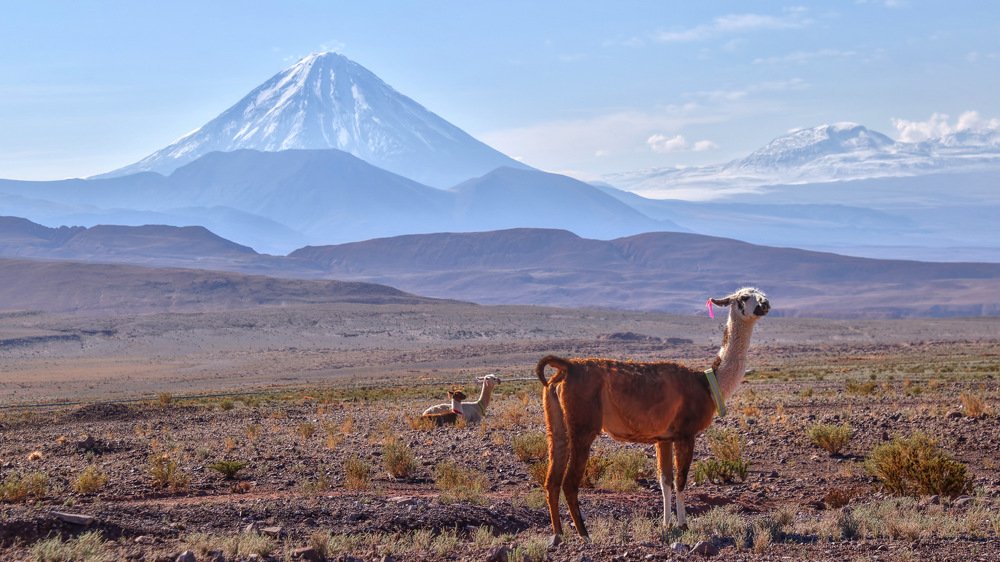 Llama and Licancabur