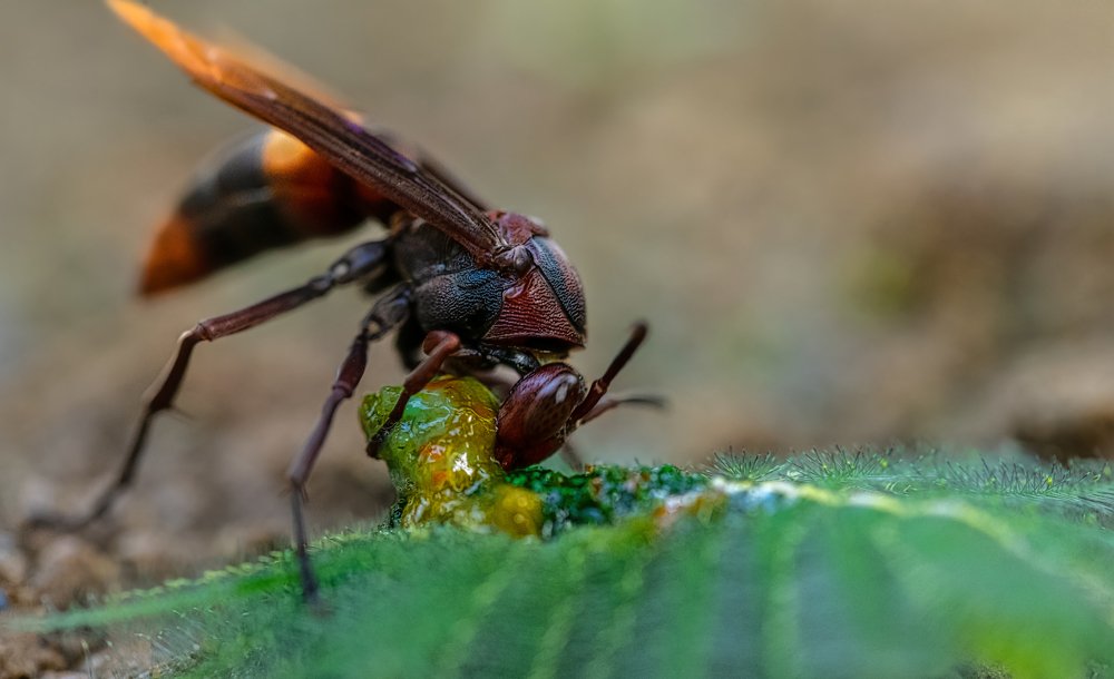 Photograph by Tanmoy Das