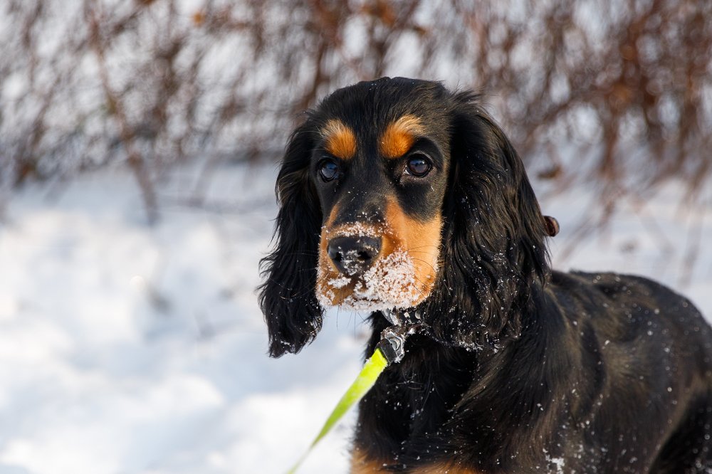 Фотография автора Гудкова Светлана