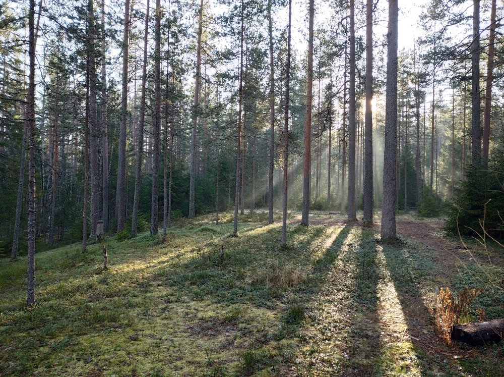 Начало северного дня.