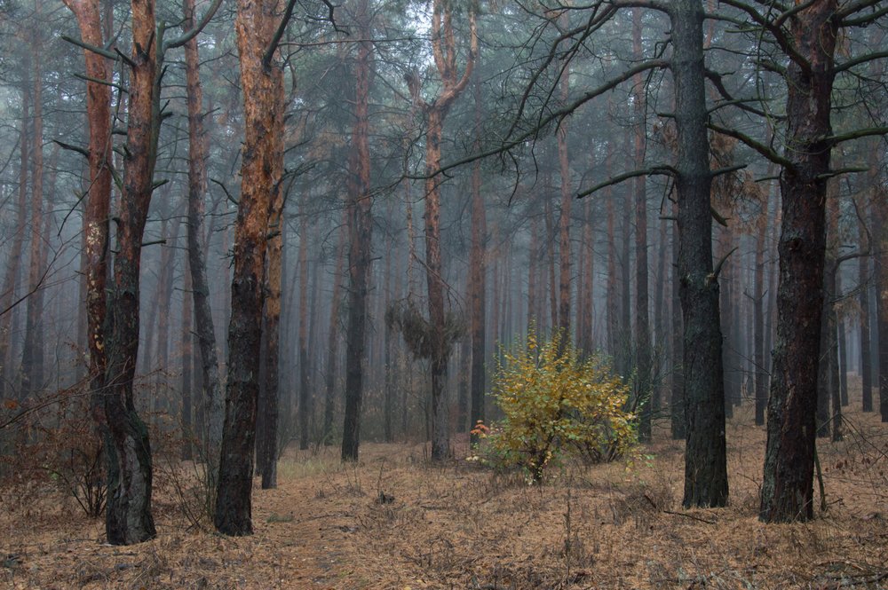 Туманный ноябрь